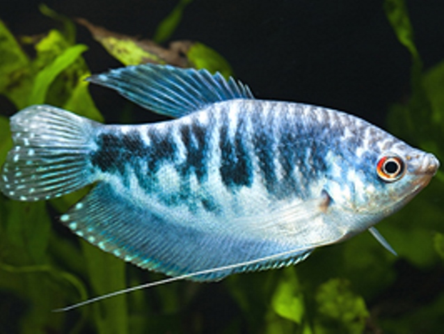 Opaline Blue Gourami - Quantity of 3